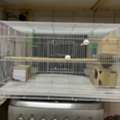 Sar 120,  Birds Cage Furnished With All Accesories Big Size