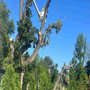 New York, Business, G & V Tree Service, Inc.