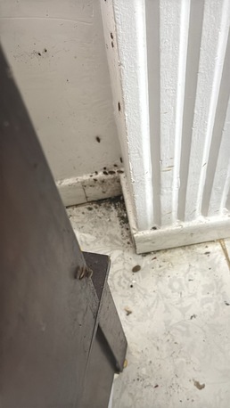 Jeddah, Pest Control, **🚫 Say Goodbye To Cockroaches With Al Patra Pest Control! 🪳**