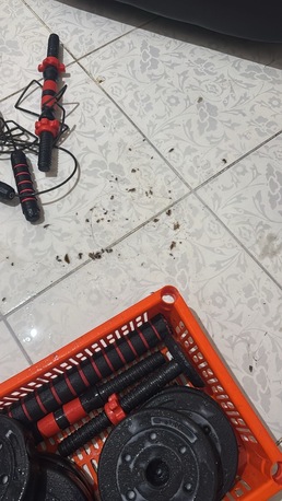 Jeddah, Pest Control, **🚫 Say Goodbye To Cockroaches With Al Patra Pest Control! 🪳**