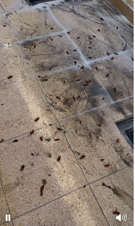 Jeddah, Pest Control, **🚫 Say Goodbye To Cockroaches With Al Patra Pest Control! 🪳**