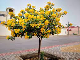 Dammam, Farm/Garden, Landscaping & Irrigation Works