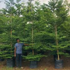 Dammam, Farm/Garden, Landscaping & Irrigation Works