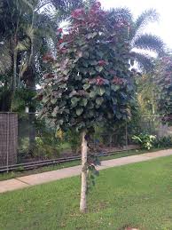 Dammam, Farm/Garden, Landscaping & Irrigation Works