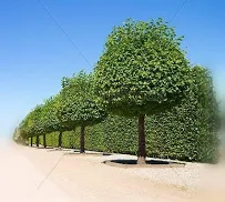 Dammam, Farm/Garden, Landscaping & Irrigation Works