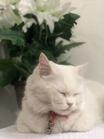 Dammam, Pet Supplies, SAR 1, Pregnant Persian White Cat For Adoption
