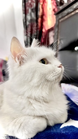 Dammam, Pet Supplies, SAR 1, Pregnant Persian White Cat For Adoption