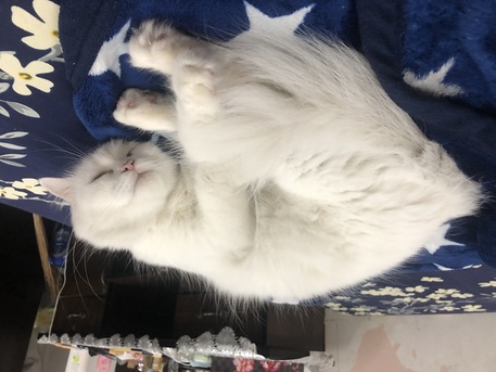 Dammam, Pet Supplies, SAR 1, Pregnant Persian White Cat For Adoption