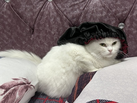 Dammam, Pet Supplies, SAR 1, Pregnant Persian White Cat For Adoption