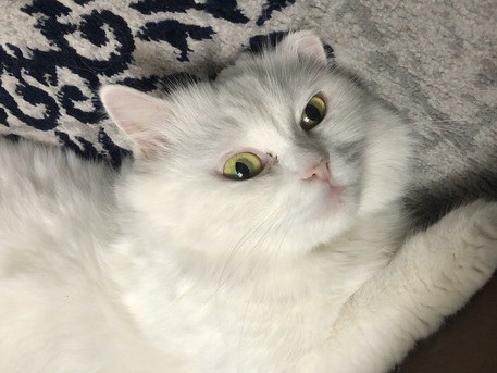 Dammam, Pet Supplies, SAR 1, Pregnant Persian White Cat For Adoption