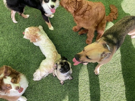 New York, Pet Sitting, Premium Dog Boarding In Carrollton