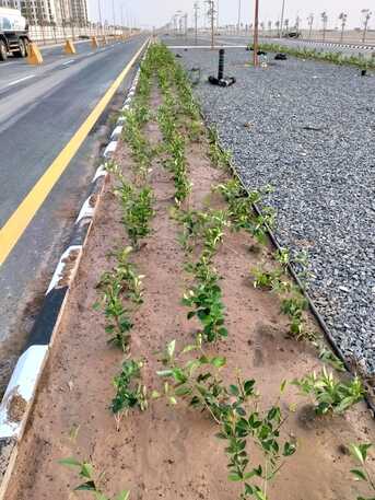 Jeddah, Farm/Garden, Gardener-professional Gardener Plants Trees Flowers Fruit Trees Vegetable Trees