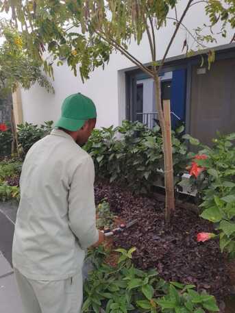 Jeddah, Farm/Garden, Gardener-professional Gardener Plants Trees Flowers Fruit Trees Vegetable Trees