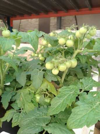 Jeddah, Farm/Garden, Gardener-professional Gardener Plants Trees Flowers Fruit Trees Vegetable Trees