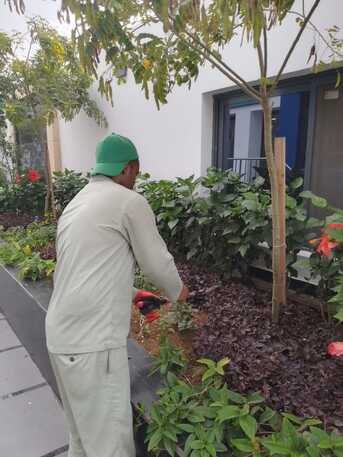Jeddah, Farm/Garden, Gardener-professional Gardener Plants Trees Flowers Fruit Trees Vegetable Trees