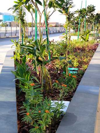 Jeddah, Farm/Garden, Gardener-professional Gardener Plants Trees Flowers Fruit Trees Vegetable Trees