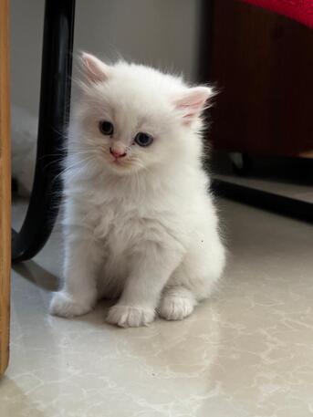 Khobar, Pet Sitting, Pet/Cat Sitting At Home With Individual Care (Dammam / Al-khobar / Jubail / Rastanura))