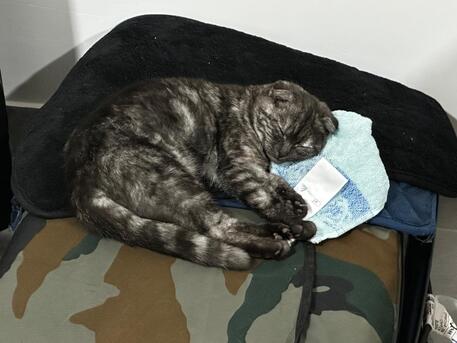 Khobar, Pet Sitting, Pet/Cat Sitting At Home With Individual Care (Dammam / Al-khobar / Jubail / Rastanura))