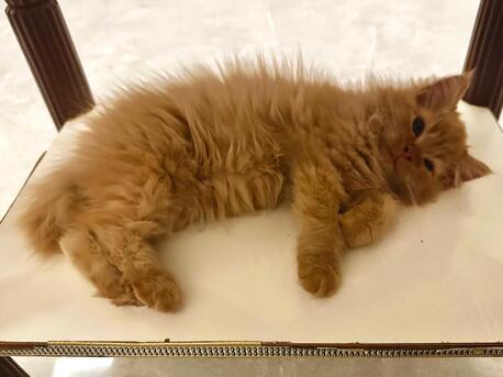 Khobar, Pet Sitting, Pet/Cat Sitting At Home With Individual Care (Dammam / Al-khobar / Jubail / Rastanura))