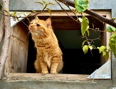 Khobar, Pet Sitting, Pet/Cat Sitting At Home With Individual Care (Dammam / Al-khobar / Jubail / Rastanura))