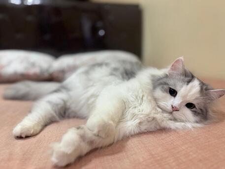 Khobar, Pet Sitting, Pet/Cat Sitting At Home With Individual Care (Dammam / Al-khobar / Jubail / Rastanura))