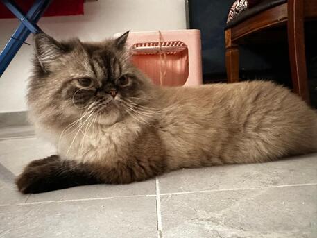 Khobar, Pet Sitting, Pet/Cat Sitting At Home With Individual Care (Dammam / Al-khobar / Jubail / Rastanura))