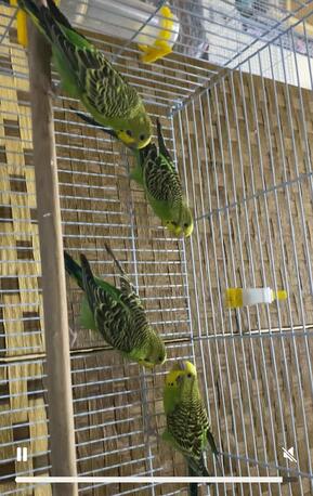 Khobar, Pet Supplies, SAR 120,  Birds