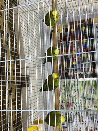 Khobar, Pet Supplies, SAR 120,  Birds