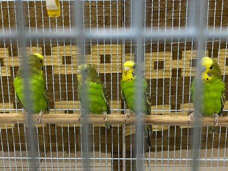 Khobar, Pet Supplies, SAR 120,  Birds