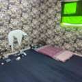 SAR 350/month,  Furnished,  25 Sq. Meter,  Furnished Bed Space Available  For Executive Bachelors Our Flat Cost SR.350.