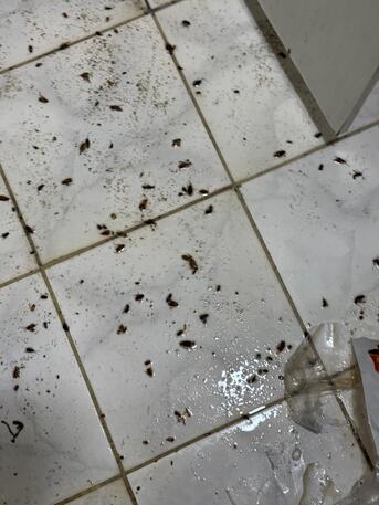 Riyadh, Pest Control, ???? GOOD NEWS! Super Patra Pest Control Is NOW In Riyadh! ????