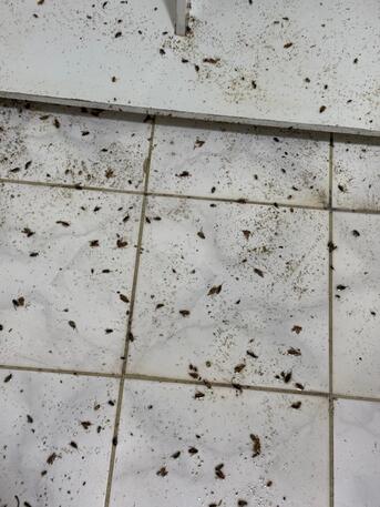 Riyadh, Pest Control, ???? GOOD NEWS! Super Patra Pest Control Is NOW In Riyadh! ????