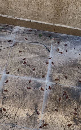 Riyadh, Pest Control, Cockroaches Control Expert - Jeddah - Riyadh- Madina - Makkah