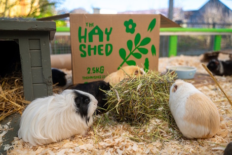 London, Pet Supplies, GBP 11,  The Hay Shop For Small Pets