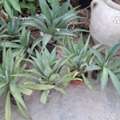 SAR 5101520,  Plants For Sale