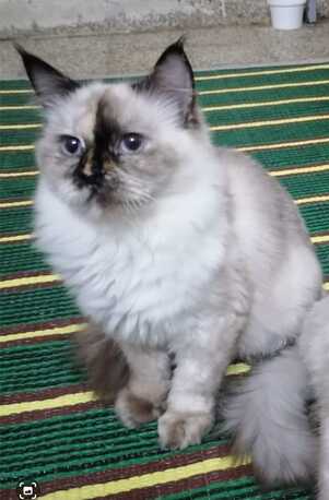 Manama, Pet Supplies, BHD 1,  Looking For Sweet Home For Free To Adopt The Cat