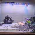 SAR 600,  Aquarium With Accessories And Auto Feeder