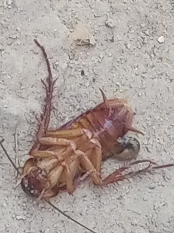 Riyadh, Pest Control, Pest Control Service Service Cockroach Insects BEDBUGS SOLUTION BEST PRICE 0557855145