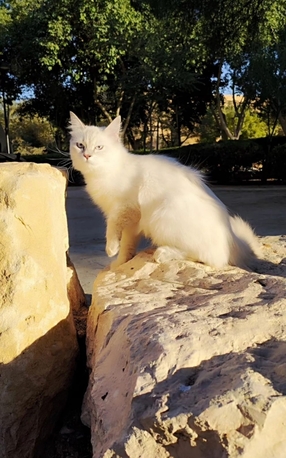 Khobar, Pet Supplies, SAR 1,  Cat For Adoption For Free 1 Year Old