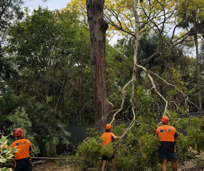 Sydney, Business, Tree Removal Sydney &ndash; Professional. Insured. Experienced.