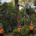 Tree Removal Sydney &ndash; Professional. Insured. Experienced.