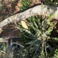 Emergency Tree Services Sydney &ndash; Professional. Insured. Experienced.