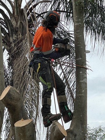 Sydney, Business, Palm Tree Removal Sydney &ndash; Professional. Insured. Experienced.