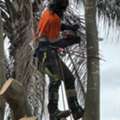 Palm Tree Removal Sydney &ndash; Professional. Insured. Experienced.