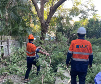 Sydney, Business, Tree Pruning & Trimming Sydney