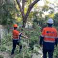 Tree Pruning & Trimming Sydney