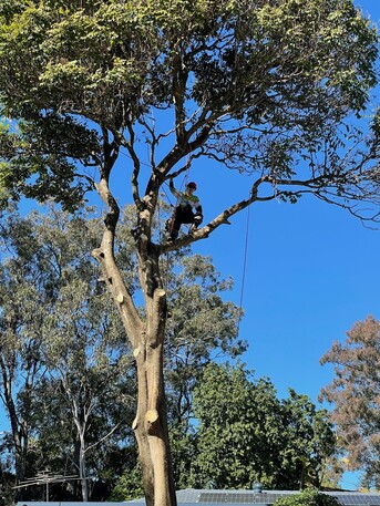 Sydney, Business, Tree Removal Services In Campbelltown