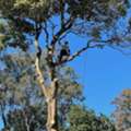 Tree Removal Services In Campbelltown