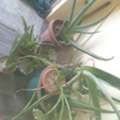 SAR 1,  Semi Indoor Plants---
