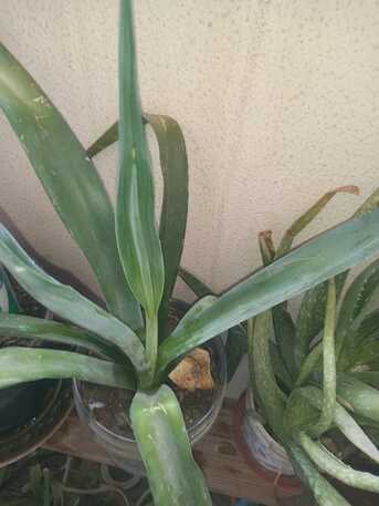 Khobar, Farm & Garden, SAR 1,  Semi Indoor Plants---